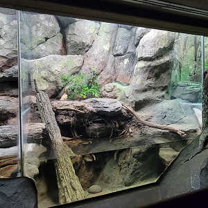 Aug. 2022 - North America: Streamside - Eastern Cottonmouth Exhibit