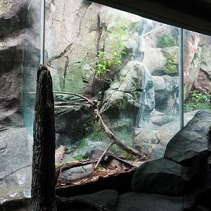Aug. 2022 - North America: Streamside - Eastern Fence Lizard Exhibit