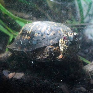 Aug. 2022 - North America: Streamside - Eastern Box Turtle