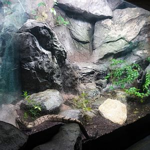 Aug. 2022 - North America: Streamside - Timber Rattlesnake Exhibit