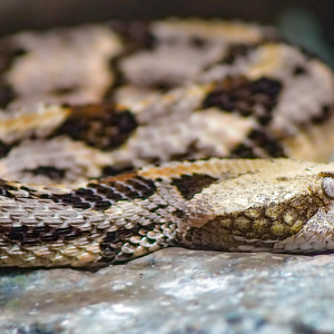 Aug. 2022 - North America: Streamside - Timber Rattlesnake