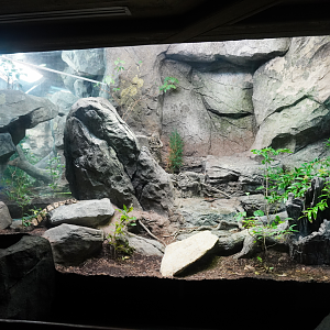 Aug. 2022 - North America: Streamside - Timber Rattlesnake Exhibit