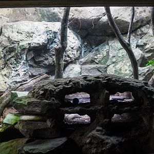 Aug. 2022 - North America: Streamside - Eastern Copperhead Exhibit
