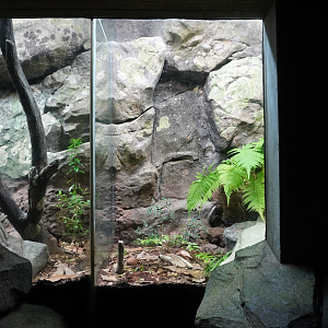 Aug. 2022 - North America: Streamside - Carolina Pygmy Rattlesnake Exhibit