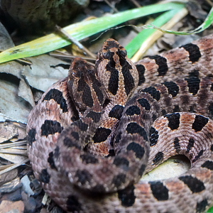 Aug. 2022 - North America: Streamside - Carolina Pygmy Rattlsnakes
