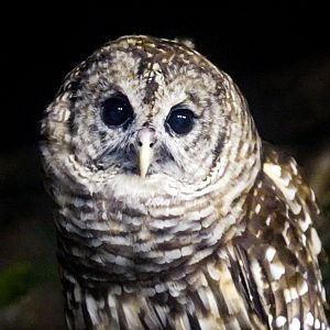 Aug. 2022 - North America: Streamside - Barred Owl