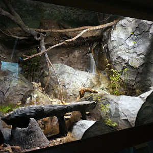 Aug. 2022 - North America: Streamside - Barred Owl Exhibit