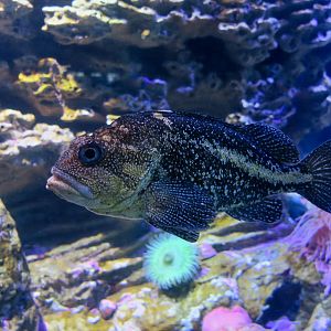 China Rockfish (Sebastes nebulosus)