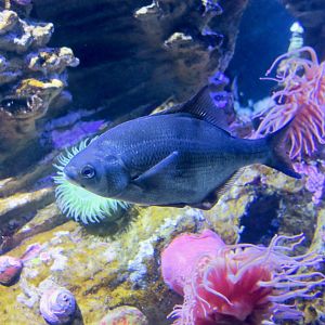 Pile Surfperch (Rhachochilus vacca)