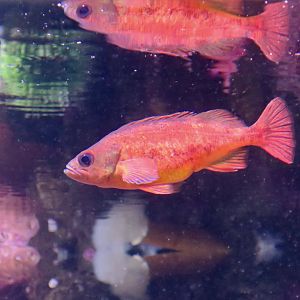 Puget Sound Rockfish (Sebastes emphaeus)
