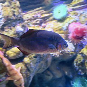 Striped Surfperch (Embiotoca lateralis)