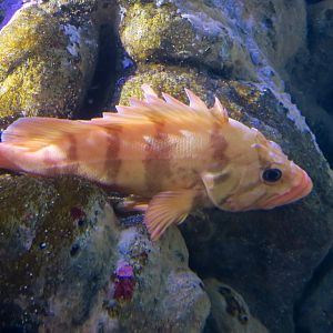Tiger Rockfish (Sebastes nigrocinctus)