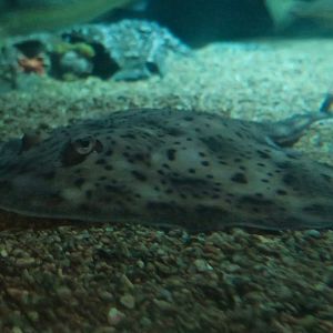 Little Skate (Leucoraja erinacea)