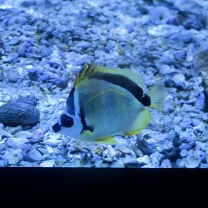 Blacknosed Butterflyfish (Johnrandallia nigrirostris)