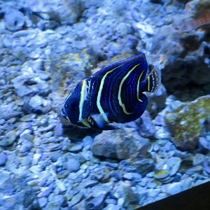 Cortez Angelfish (Pomacanthus zonipectus)