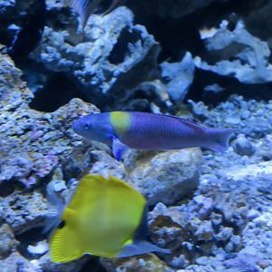 Cortez Rainbow Wrasse (Thalassoma lucasanum)