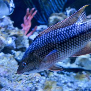 Mexican Hogfish (Bodianus diplotaenia)