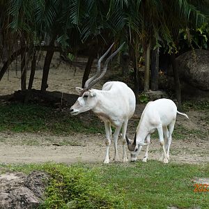 Addax (Addax nasomaculatus)