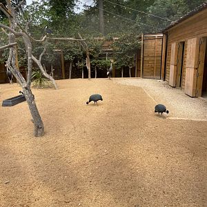 Mixed aviary for crested guinea-fowl, crowned crane, African spoonbill and straw-necked ibis