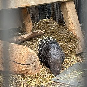Sunda porcupine