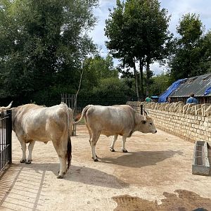 Hungarian steppe cattle