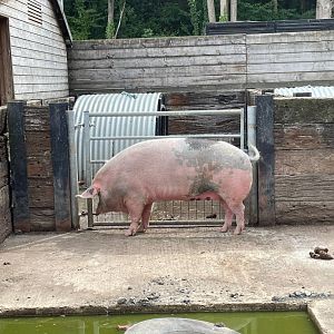 Extremely large Gloucester Old Spot sow