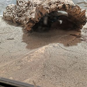 Western Diamondback Rattlesnake