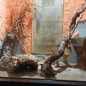 Western Diamondback Rattlesnake Habitat