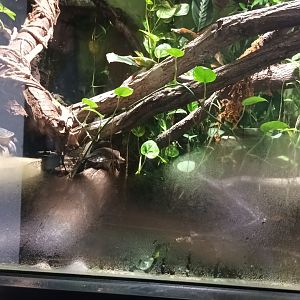 Australian Rainforest Habitat