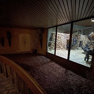 View in Ape House (Pan troglodytes)