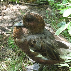 Eurasian Wigeon at Omaha Henry Doorly Zoo