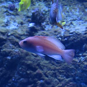 Anthias Fish Species ID???