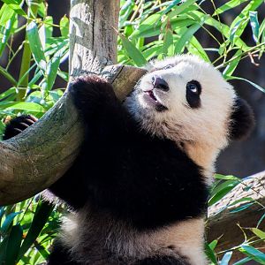 Giant panda (Ailuropoda melanoleuca)