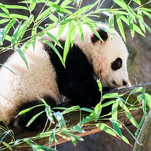 Giant panda (Ailuropoda melanoleuca)