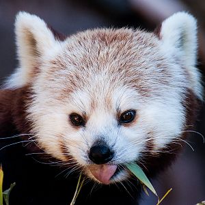 Red panda (Ailurus fulgens)