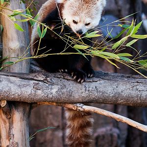 Red panda (Ailurus fulgens)