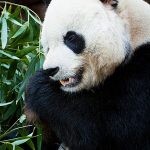 Giant panda (Ailuropoda melanoleuca)