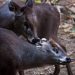 Tufted deer (Elaphodus cephalophus)