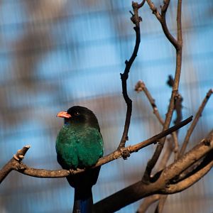 Oriental dollarbird (Eurystomus orientalis)