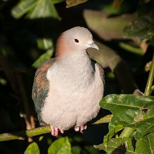 Green imperial pigeon (Ducula aenea)