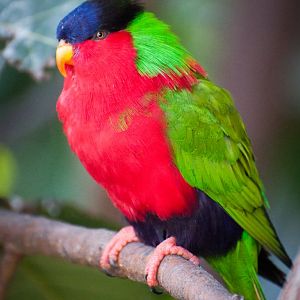 Collared lory (Vini solitaria)