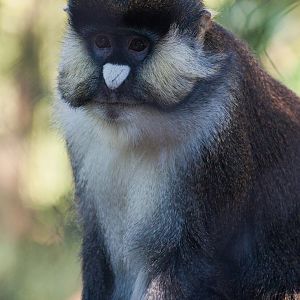 Schmidt's red-tailed monkey (Cercopithecus ascanius schmidti)
