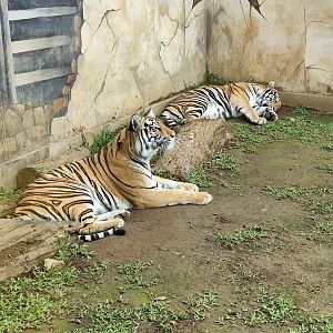 Bengal Tiger (Panthera tigris tigris)