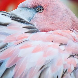 Greater flamingo (Phoenicopterus roseus)