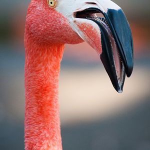 American flamingo (Phoenicopterus ruber)