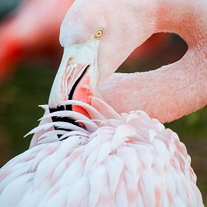 Greater flamingo (Phoenicopterus roseus)