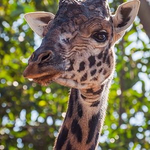 Masai giraffe (Giraffa camelopardalis tippelskirchi)