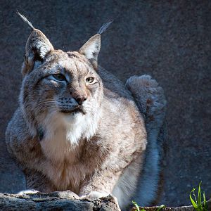 Siberian lynx (Lynx lynx wrangeli)