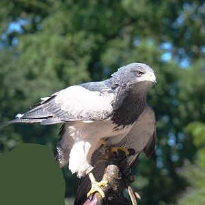 Training of a Black-chested buzzard-eagle (Geranoaetus melanoleucus), 2022-06-28