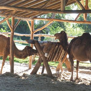 Dromedary camel feeding area, 2022-06-28